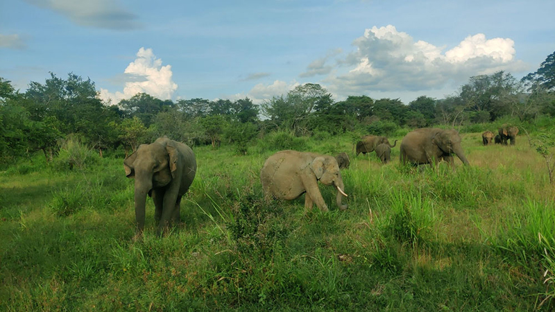 eco-national-park-habarana