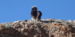 mountai goat of tibet