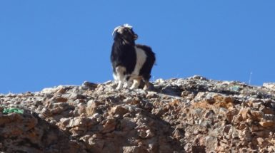 mountai-goat-of-tibet