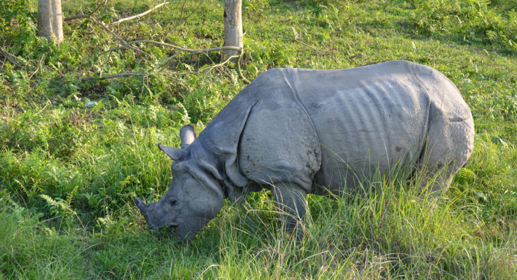 rhino at chitwan national p