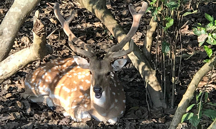 deer-chitwan national park