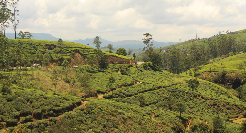 tea-gardens-in-srilanka