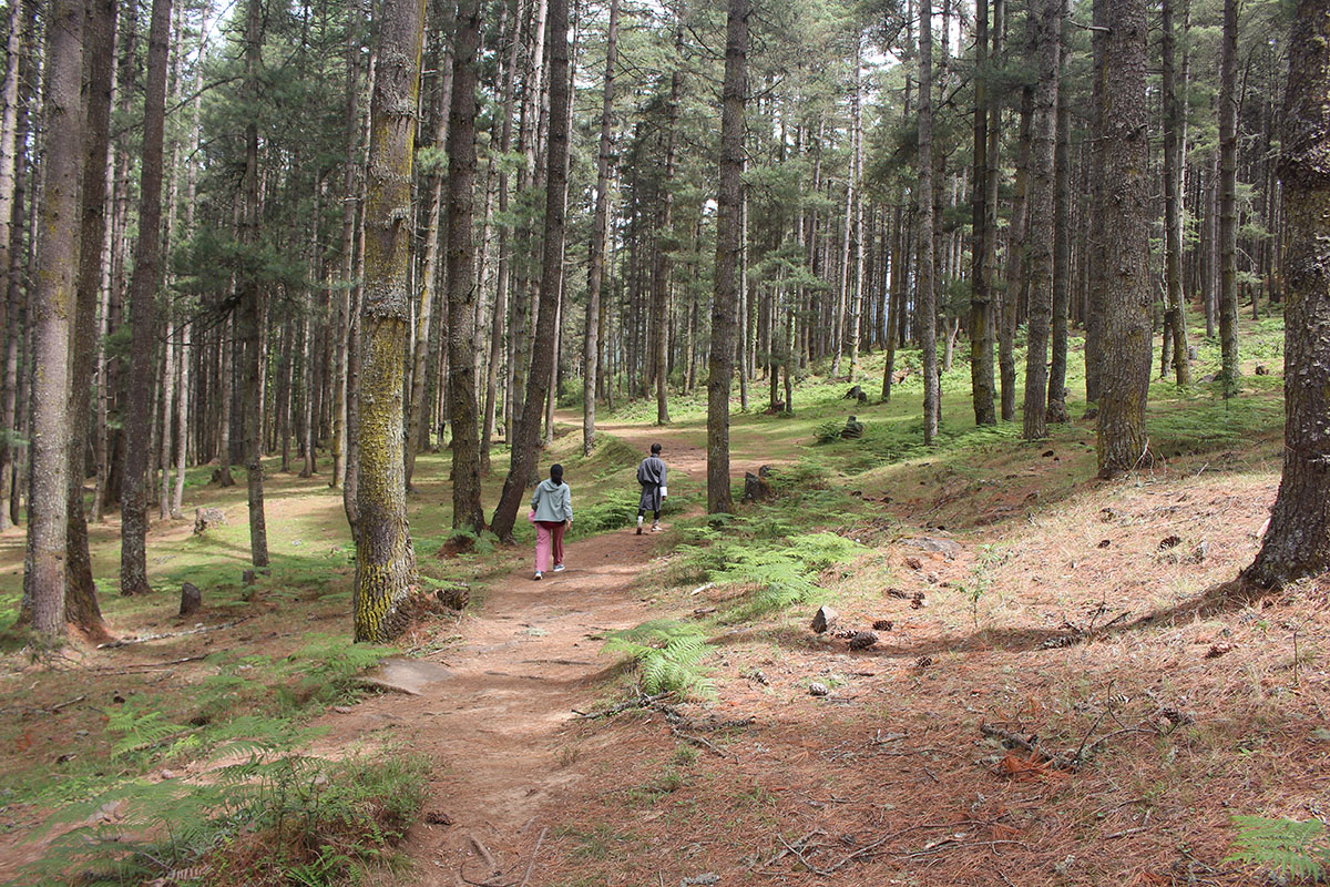 Gangtey Nature Trail