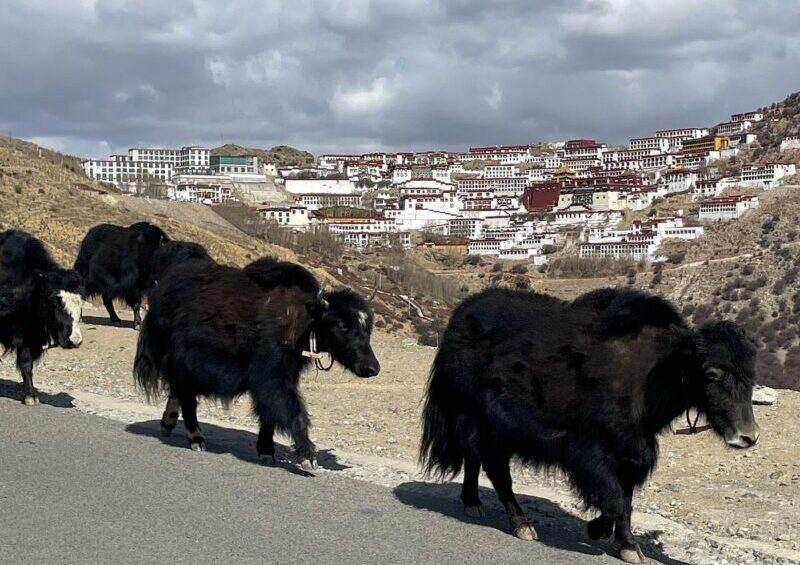 cheryl ganden monastery tibet trip e1747733668391