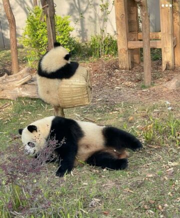 gerry-chengdu