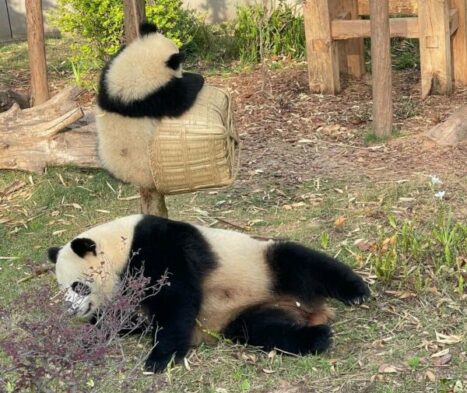 gerry-chengdu
